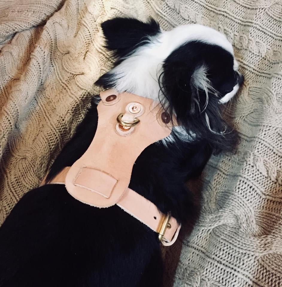 Free Mini Dog Harness Leather Pattern - Download PDF - Karlova Design