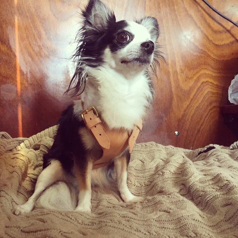Free Mini Dog Harness Leather Pattern Download PDF Karlova Design